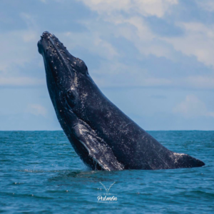 Ballena jorobada emergiendo del océano durante un avistamiento de ballenas en Nuquí, Colombia.