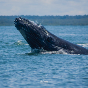 Ballena jorobada saltando en el océano Pacífico colombiano con turistas observando desde una embarcación en Bahía Solano.