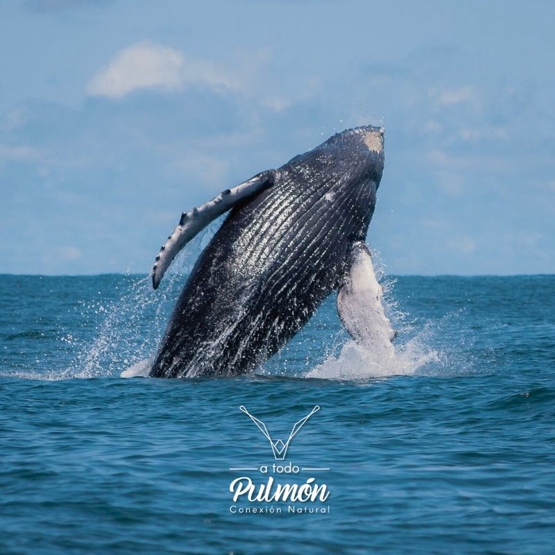 El salto de una ballena jorobada en medio del Pacífico.