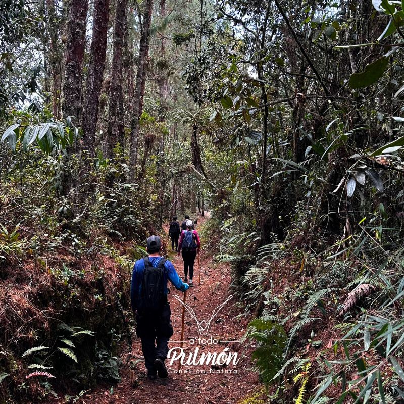 Bosque nativo del oriente antioqueño